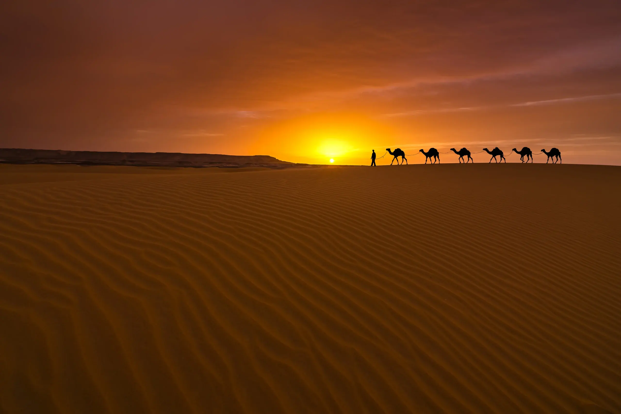 A camel caravan crossing a Sahara dune at sunset