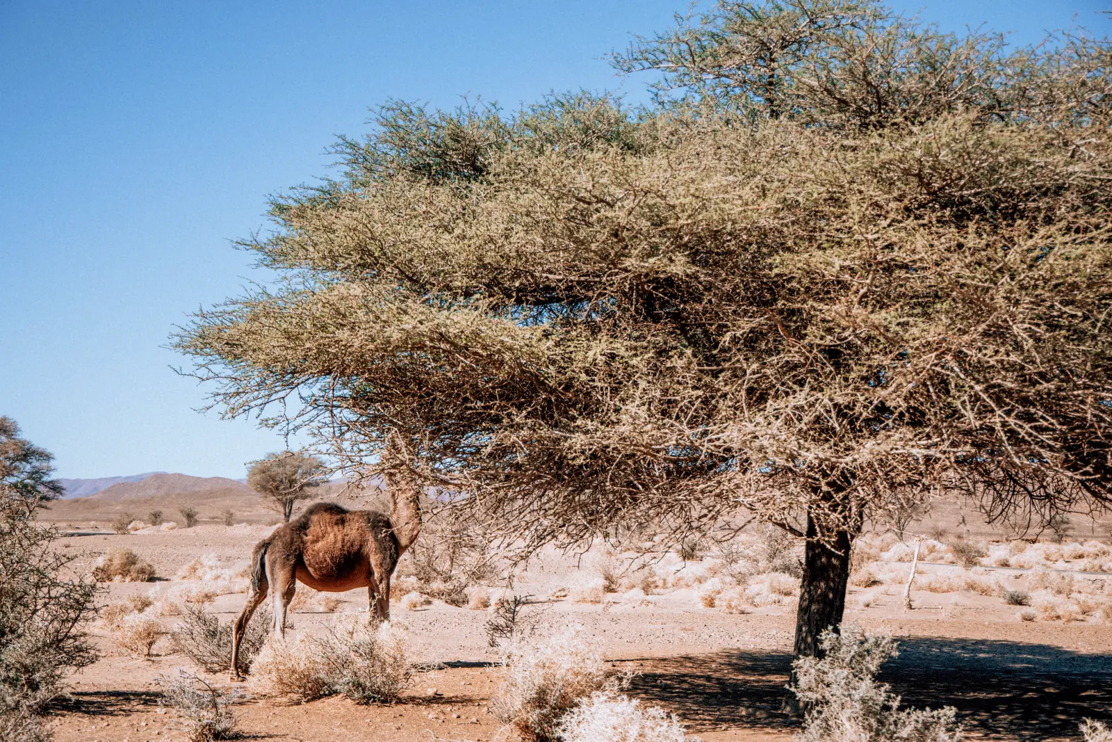 Marruecos tour 9 días desde Tanger