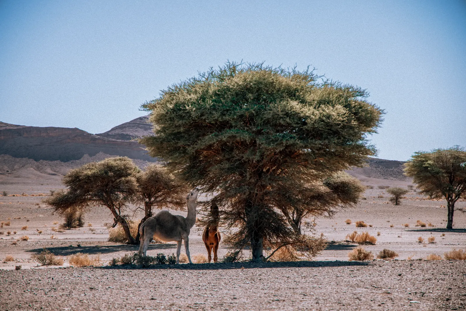 Tour de 4 Días de Fez a Marrakech por Midelt y el Desierto
